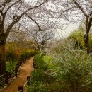 진해, 벚꽃놀이 - 내수면환경생태공원 이미지