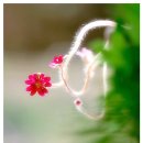 한번만의 꽃 ...대나무꽃 이미지