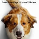 베일리 베일리 이미지