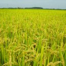 고향내음 이미지