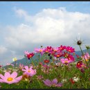 대저생태공원 이미지