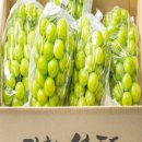 샤론농원 - 연수구 앵고개로103번길 10 | 샤론농원