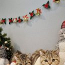 러브펫살롱 이미지