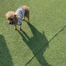 계양고등학교 | 인천애견카페 개떼놀이터 인천점에서 강아지와 즐기고 온 솔직 후기