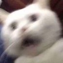 이모모