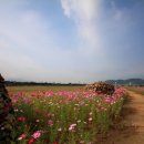 금호강3 이미지