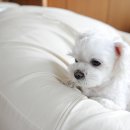 팜펫동물병원 이미지