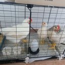 도저히 못 먹겠어서 키운 아이들입니다... 좋은 분께 염치없이 부탁드립니다 (수 2, 암 1) 이미지