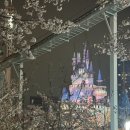 Worth | 석촌호수 벚꽃축제 주말 후기, 사람 많아도 저녁 야경 worth it