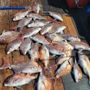[5월 12일 군산 조황] 닥스호 참돔 오전 출조 – 오늘도 결과를 가른 건 장비와 집중력 🎣
