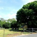 용안 농장 이미지