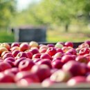 봉화농장 이미지