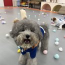 호야별 애견유치원 이미지