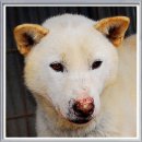 포돌이로 이미지