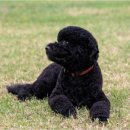 써니도그 이미지