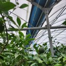 의귀리 4가 4 이미지