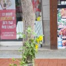 해바라기 노래연습장 이미지