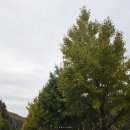 좌운리 저수지안쪽 간이화장실 | 괴산 문광저수지 은행나무길 단풍 예쁜 곳