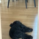 이쁘당개 네이버블로그