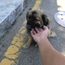 변산면사무소 | [여행후기]부안 상록해수욕장 짧은 여행 후기(부제 : 해수욕보다는 캠핑 맛집!)