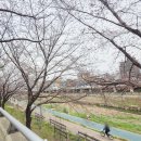 증산역2번출구 뒤 | 서울 불광천 벚꽃 명소 실시간 개화 상태 주차 축제 일정