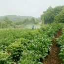 송하수 이미지
