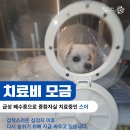 [긴급모금] 스이, 급성 폐수종으로 생사를 넘나들고 있습니다 이미지