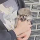 샵펫강아지분양