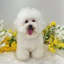 그루밍리본 | 원주 애견미용 잘하는곳 훈그루밍