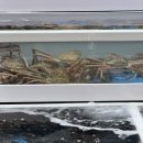 시장횟집 | 주문진횟집 수산시장 민자 횟집 회포장 후기