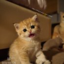 애월캐터리 이미지