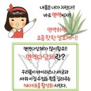 독일알로에