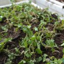 서린농장 이미지