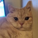 백산동물병원 | [일상] 고양이 전문 병원 '이영수 고양이 병원' 에서 건강검진 한 후기