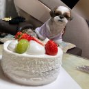 [경주] 생일 케이크 사러 랑콩뜨레 가고 피자먹은 후기 | 랑콩뜨레, 다이소 경주 본점, 피자에땅