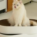 초이스펫 이미지