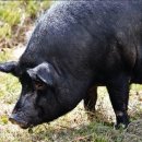 하늘돼지 이미지