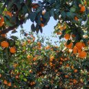 월광농장 이미지