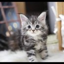 아담스펫 강아지분양 고양이분양 강남점 이미지