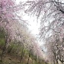거창-거창-12 | 거창군 봄나들이 능수벚꽃길 후기(2025년 4월 12~13일 벚꽃 개화)