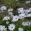 할머니쌈밥 이미지