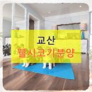 한산켄넬 | 교산 웰시코기분양 신중한 선택 후 사후관리까지 책임지는 곳 후기