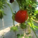 정오농장 이미지