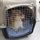 광교산동물병원 이미지