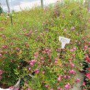 상춘꽃농원 이미지