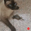 대학애견용품 네이버블로그