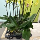 힐링하며 배우는 꽃꽂이와 식물심기 | “광주 롯데백화점 꽃꽂이 클래스 후기: 노랑 호접난으로 완성한 서양난 심기”