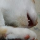 (주)이-글벳 | [나우NOW 그레인 프리 키튼,어덜트,시니어]내 고양이의 건강한 식탁을 위한 사료 체험단 샘플 &amp; 급여 후기