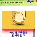 모기침이 벌침보다 훨씬 좋아~모기가 해로운가?(02) 이미지