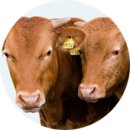 애니 팜 이미지